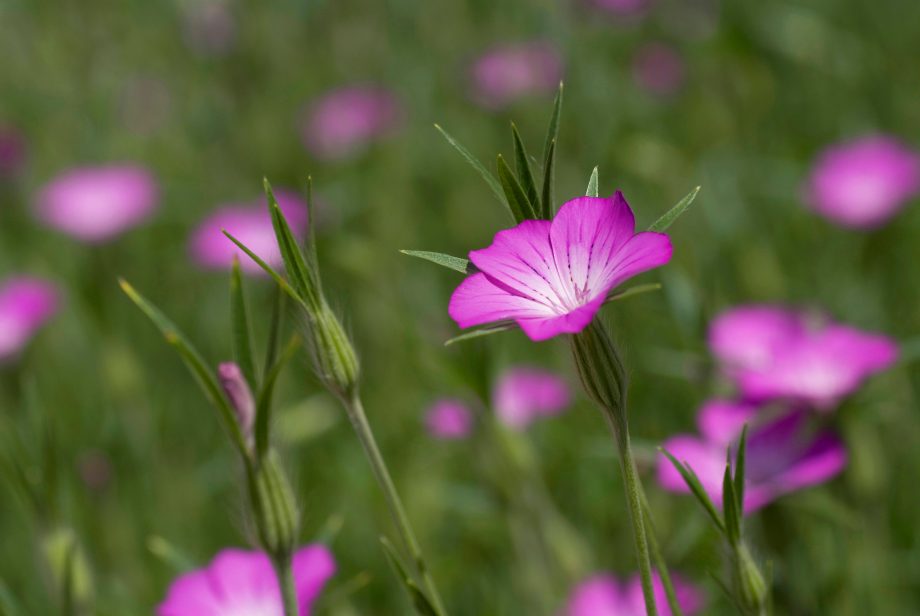 Identify the Cornflower.