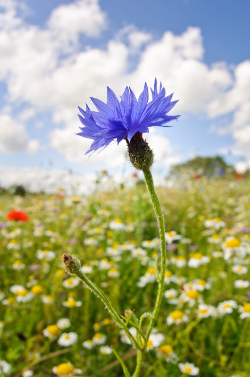 Identify the Cornflower.