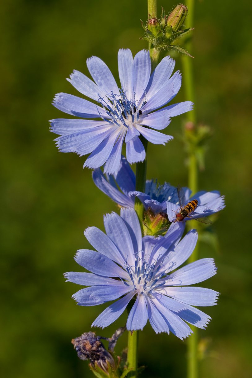 Identify the Cornflower.